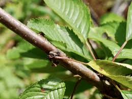 Image result for Pseudomonas syringae