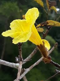 Image result for Handroanthus chrysotrichus