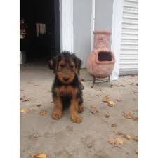 .for sale in liverpool airedale puppies for sale for sale purchasable: Aubert S Airedales Airedale Terrier Breeder In Branch Michigan