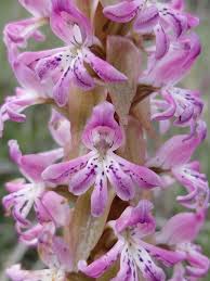 Image result for Satyrium
