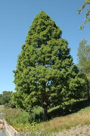 Image result for Taxodium
