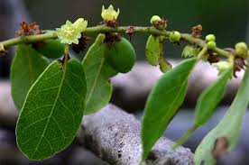 Image result for Bridelia atroviridis
