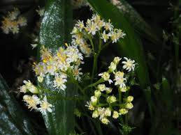 Image result for Psiadia punctulata