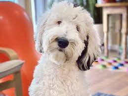 Tiktok S Talking Dog Excites Scientists Studying Canine Intelligence