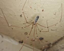 Image result for Phaulopsis sangana