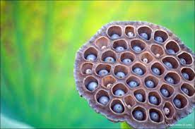 Another Tryphobia One Trypophobia Lotus Flower Pod Lotus Pods