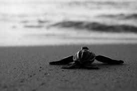 Find over 100+ of the best free black and white images. Beach Black And White And Photography Image 114204 On Favim Com