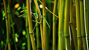 Top 10 Fastest Growing Trees In The World Pouted Com Bamboo Plants Bamboo Wallpaper Fast Growing Trees