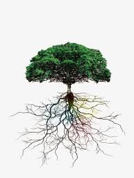 Baume Baume Wurzel Wurzeln Tree Illustration Roots Drawing Bonsai Tree Tattoos