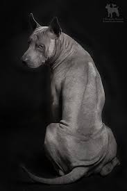 Thai Ridgeback Dog Breeds Rare Dog Breeds Rare Dogs