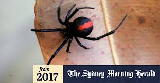Location black widow spiders are found throughout the united states. Put Down The Pesticides Why You Shouldn T Be Spraying Your Spiders This Summer