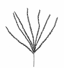 Image result for Digitaria sanguinalis