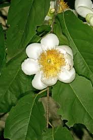 Image result for Oncoba