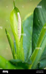 Image result for dieffenbachia flower