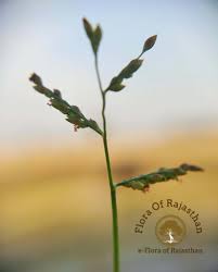 Image result for Urochloa reptans