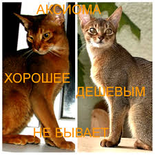 Jiji.co.ke more than 1 abyssinian cats & kittens are waiting for you buy your future friend today ▷ prices are starting from ksh 2,500 in kenya. Abyssinian Cat For Sale In The City Of Kobrin Belarus Price 500 Announcement 826