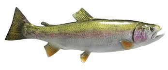 And canada and in other countries as well. Rainbow Trout Fishmount