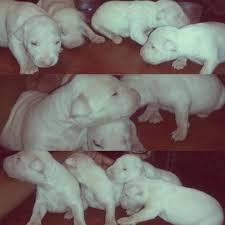 Find the perfect dog or cat to adopt today. Bull Terrier Puppys For Sale In Evansville Indiana Classified Americanlisted Com
