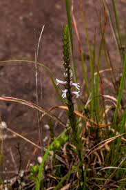 Image result for Striga bilabiata