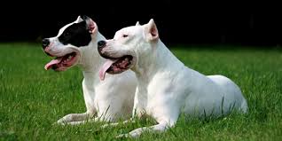 Dogo Argentino Dog Information Photos Dogexpress