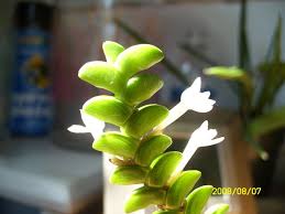Image result for Angraecum distichum