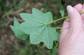 Image result for Landolphia parvifolia