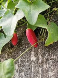 Image result for Coccinia grandis