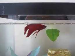 He is laying on the floor of the tank and eats very little only one or two pellets. Swim Bladder In Fish And How To Cure Youtube