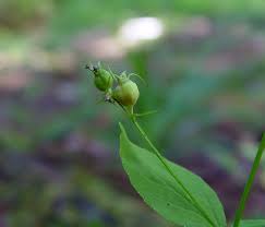 Image result for Lobelia petiolata