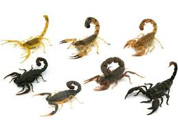 Armor pest defense content, pages, accessibility, performance and more. Armor Pest Defense Oklahoma City Ok Pest Control Mapquest