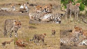 45 min joy with cheetah - Picture of Ngorongoro Crater, Tanzania ... - ngorongoro-crater