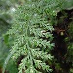 Image result for Asplenium theciferum