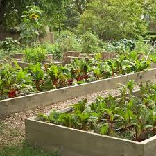 Start your vegetable garden off right with these 6 vegetable gardening tips from savvy gardening! How To Plant A Fall Garden Late Season Crops To Sow In The Summer