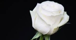 Search the world's information, including webpages, images, videos and more. Detail Gambar Menakjubkan 22 Bunga Mawar Putih Indah Wallpaper Mawar Wallp