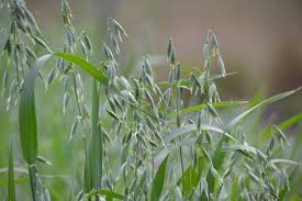Image result for Avena sativa
