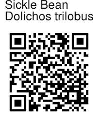 Image result for Dolichos trilobus