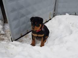 Secereli Babadan Macar Rottweiler Kopek Satis