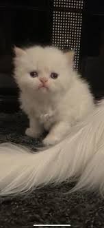 Kann euer kind auch nach. Ist Es Normal Das Baby Katzen Schielen Katze Perserkatze