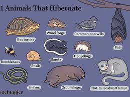 English domestic animals names, domestic animals and names with pictures; 11 Animals That Hibernate That Aren T Bears