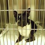 Image result for dogs who have undergone heartworm treatment