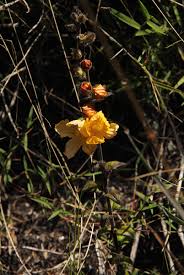 Image result for Alectra picta