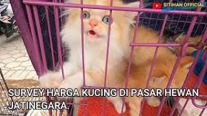 International union for conservation of nature and natural resources (iucn) telah mengkategorikan kucing batu. Survey Harga Kucing Di Pasar Hewan Jatinegara Jakarta Timur Youtube