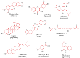Image result for Zanthoxylum sp. A