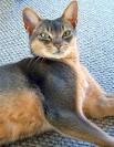 Abyssinian Kittens for Sale by Reputable Breeders ...