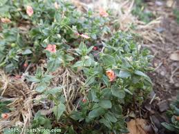 Image result for Anagallis serpens