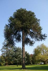 Image result for Arauk rie Araucaria