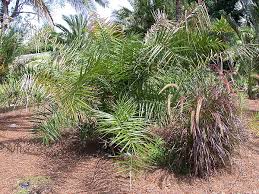 Image result for Faroa pusilla