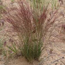 Image result for Aristida leucophaea