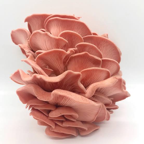 Image result for pink Oyster Mushrooms