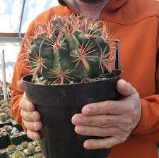 If looking for more variety and fuller size, or even exact types. Specimen Cactus Real Live Large Plants Planet Desert